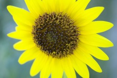 SUNFLOWER-IN-YARD