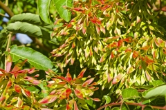 SEEDS