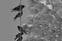 SEVEN ON A WIRE