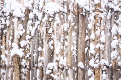 SNOW ON COYOTE FENCE