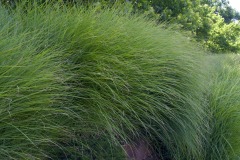 TALL GRASS