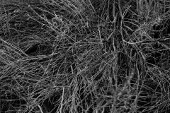 TANGLE