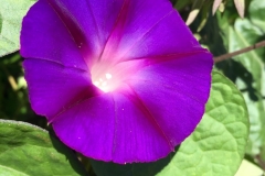 THE GLOW DEEP INSIDE