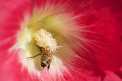 TO BEE OR NOT TO BEE