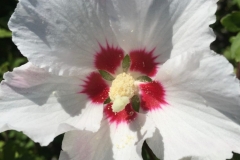 WHITE WITH A BIT OF RED