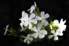 WILD SWEET WILLIAM
