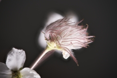 APACHE PLUME