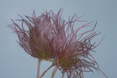APACHE PLUME