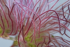 APACHE PLUME