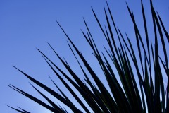 YUCCA SILHOUETTE