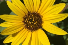 YELLOW, BITTER