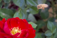 UNICORN BEE, ABOUT TO LAND