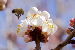 APRICOT BUDS, BEE