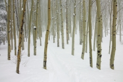 Ice crystals were suspended in the air in a type of thin fog. The aspens appeared to go on forever.