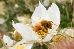 BEE-ING SERVICED