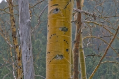 STRONG TREE