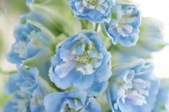 BLUE FLOWERS