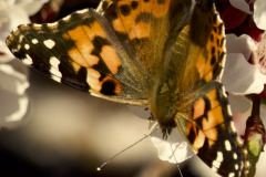 EARLY SPRING BUTTERFLY