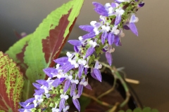 COLEUS FLOWER