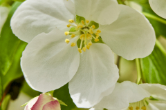 CRAB APPLE FLOWERS