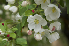 CRAB APPLE FLOWERS