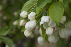 CRAB APPLE BUDS