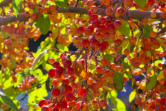 CRAB APPLES
