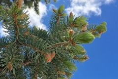 FIR TREE NEW GROWTH