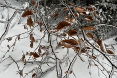 FROZEN LEAVES; PHOTO CREDIT: JAY SKARDIS