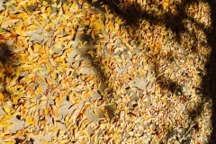 GOLDEN PATH 2
