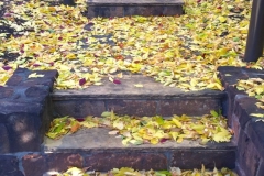 GOLDEN PATH 1