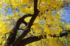 GOLDEN SKY