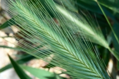 GRASS