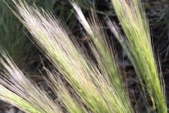 GRASS