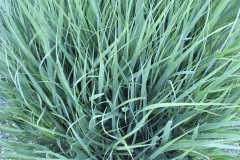 GRASS