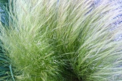 GRASS
