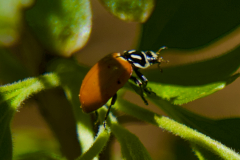 LADYBUG