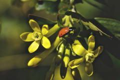 LADYBUG