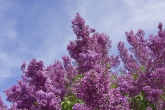 LILACS