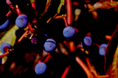 OREGON GRAPE, RIPE