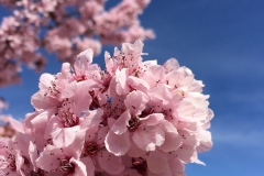 PINK TREE BLOSSOMS