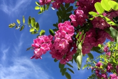 PINK TREE BLOSSOMS