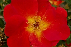 RED FLOWER