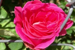 THERE IS A ROSE IN SPANISH HARLEM