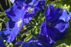ROYAL BLUE