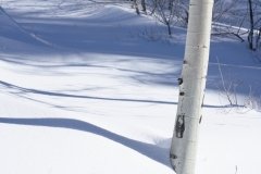 SHADOWS ON SNOW