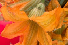 SQUASH BLOSSOM