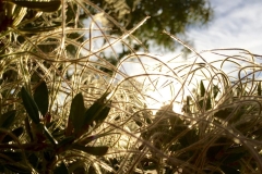 MOUNTAIN MAHOGANY