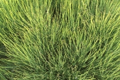 SEGMENTED TALL GRASS