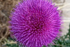 THISTLE FLOWER